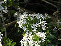 Choisya Ternata (fam. Rutacees) (Amerique du Nord, Mexique) (3) (Photo F. Mrugala)